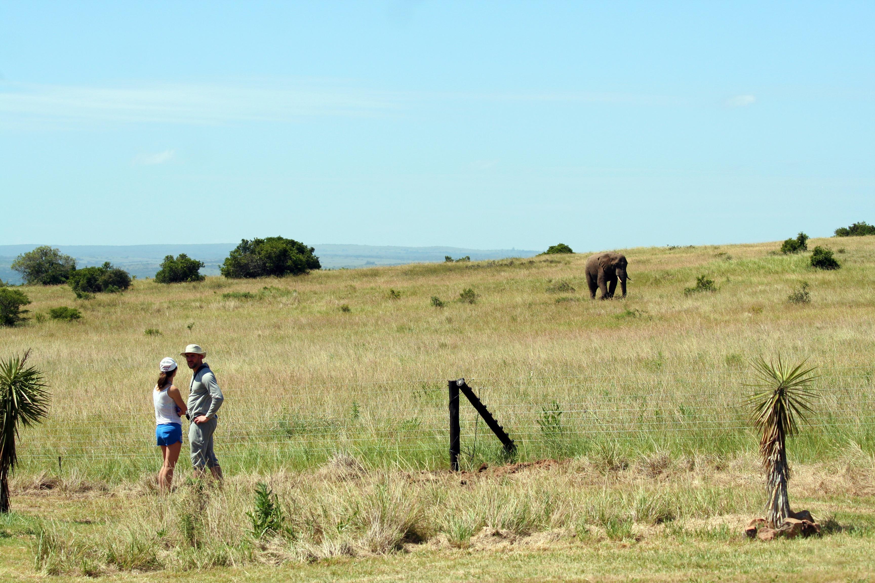 Hlosi Game Lodge - Amakhala Game Reserve Buyskloof Exterior foto