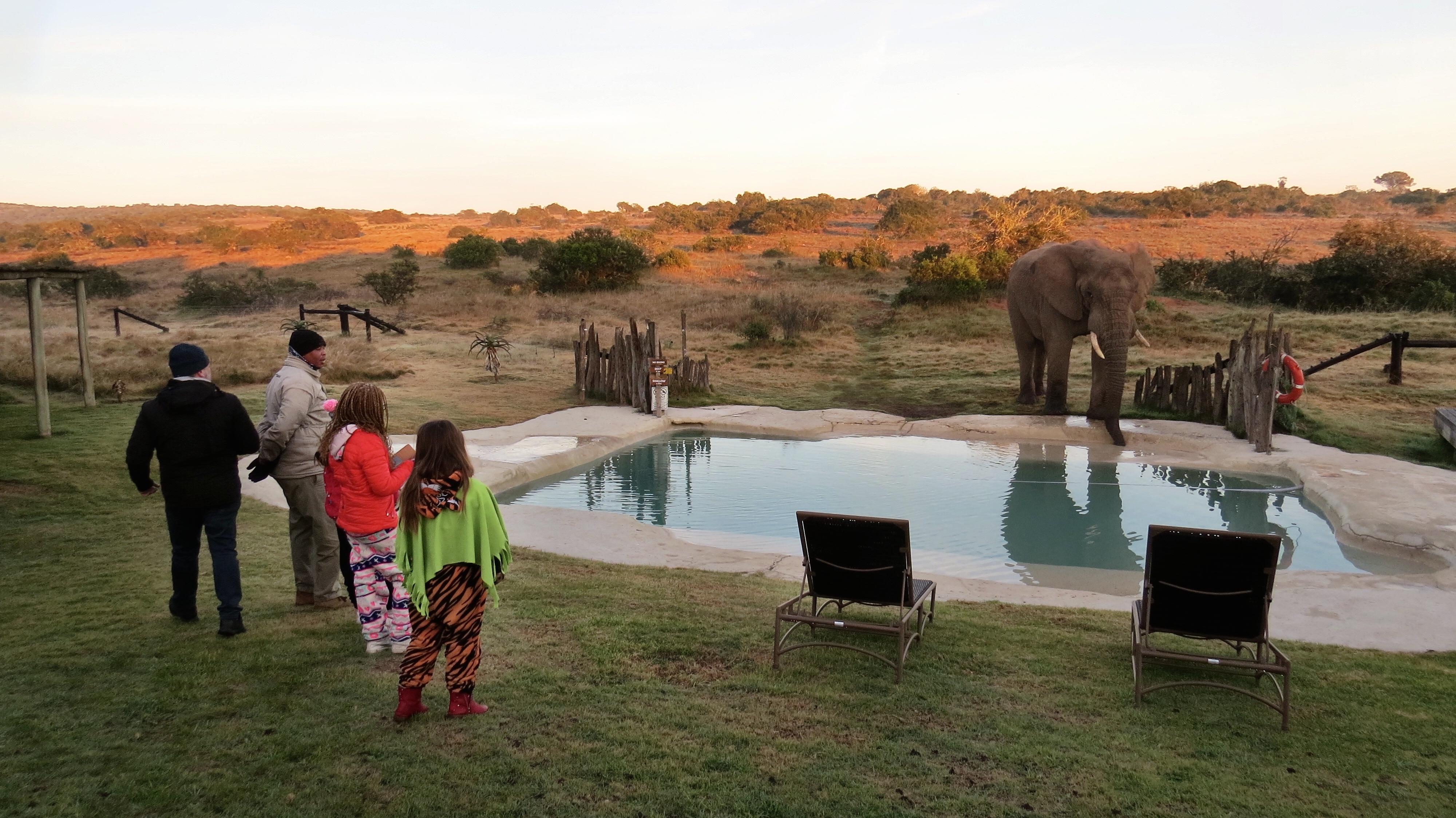 Hlosi Game Lodge - Amakhala Game Reserve Buyskloof Exterior foto